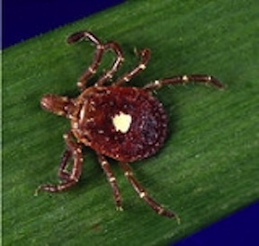 Southern Risk of Lyme Disease