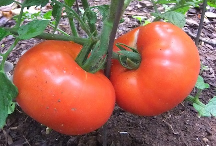 Southerners Love Our ‘Maters!