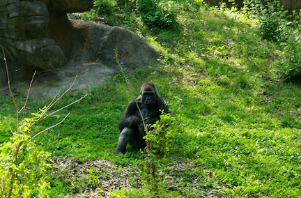 Ivan the Gorilla