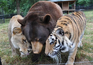 Lion Tiger Bear