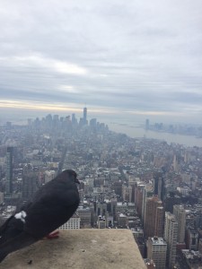 Empire State Bird's Eye View
