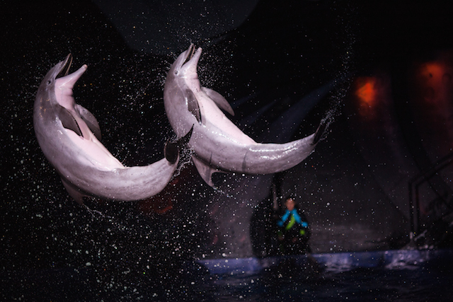 AT&T Dolphin Show Georgia Aquarium