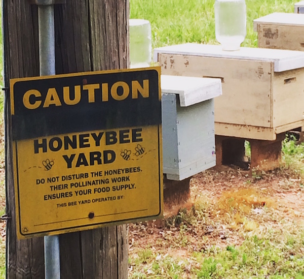 Honeybee Local Honey Beehives