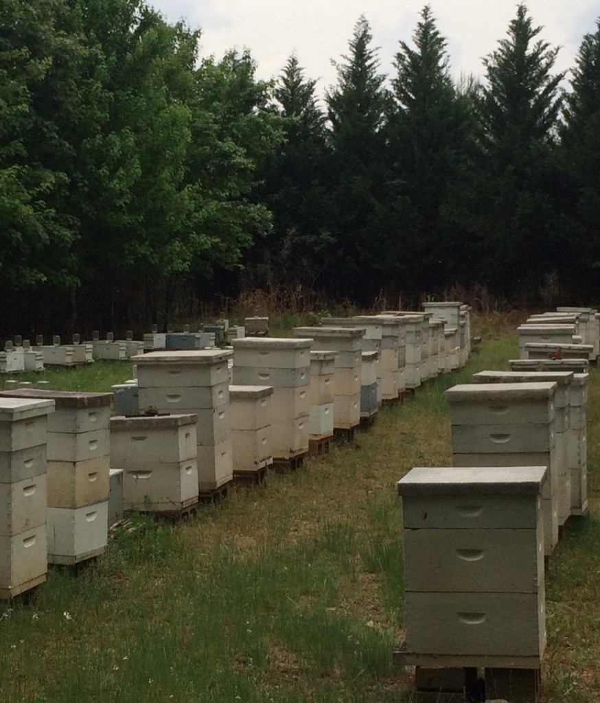 Local Honey Apiary Bee Hives