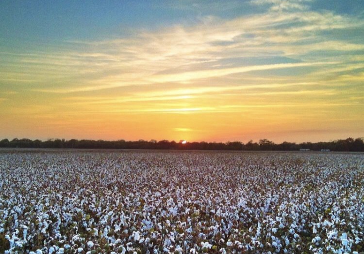 sunset_mississippi_cotton_field